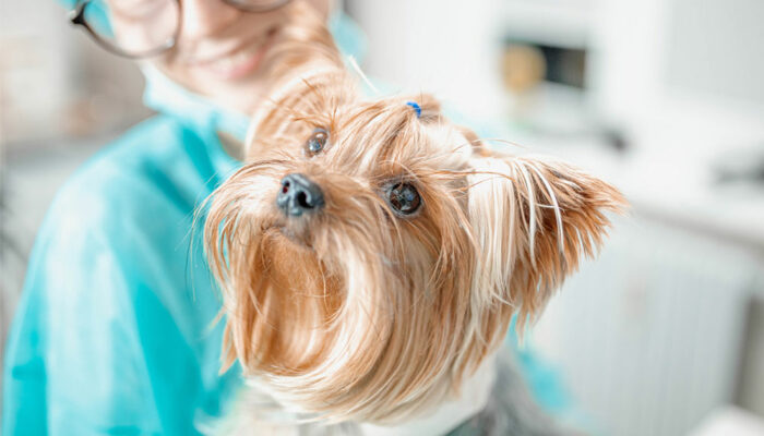 4 ways to improve a dog’s coat health