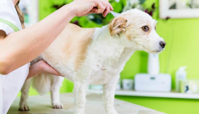 Protecting pets from fleas, ticks, and heartworm